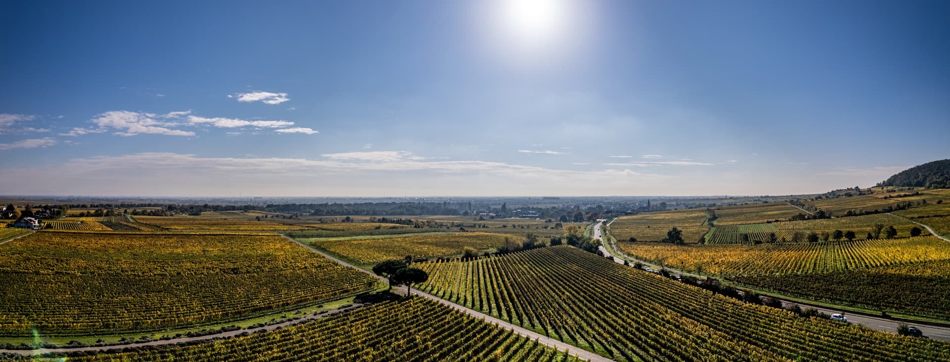 Aerial view of a vineyard's neat rows extending into the distance